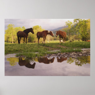 Paarden die in kleine beekjes worden gereflecteerd poster