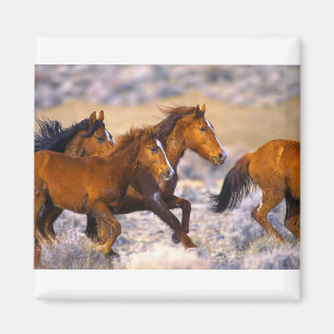 Paarden die lopen magneet