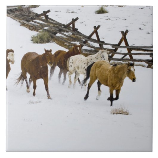 Paarden die op sneeuw lopen tegeltje (Voorkant)
