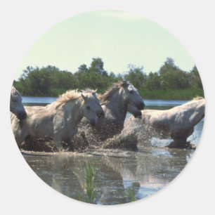 Paarden die water kruisen ronde sticker