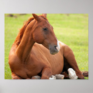 Paarden die zich in de groene pasta verplaatsen poster