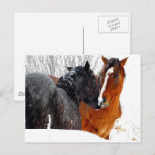 Paarden die zoenen op sneeuw briefkaart (Voorkant / Achterkant)