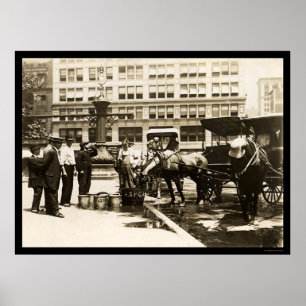 Paarden Drink water in New York City 1911 Poster