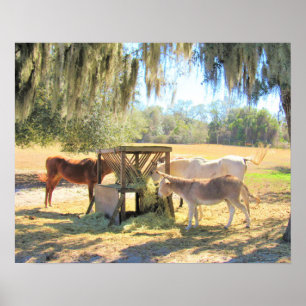 Paarden en ezel - Op het Boerderij Poster