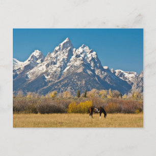 Paarden en Grand Tetons, machinehoofd Ranch Briefkaart