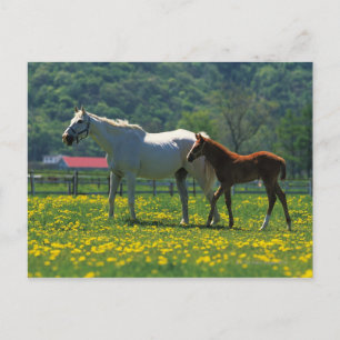 Paarden en haar veulen in een veld briefkaart
