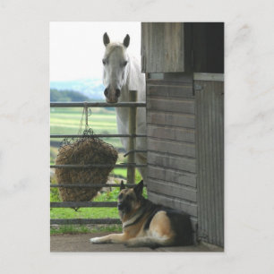 Paarden en honden briefkaart