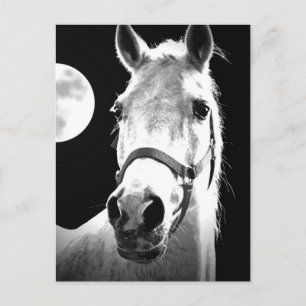 Paarden en maan briefkaart