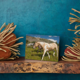 Paarden en muildieren fotoplaat