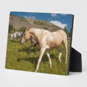 Paarden en muildieren fotoplaat (Zijkant)