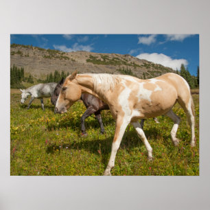 Paarden en muildieren poster