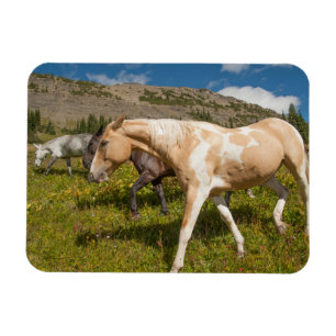 Paarden en Muilezels Magneet