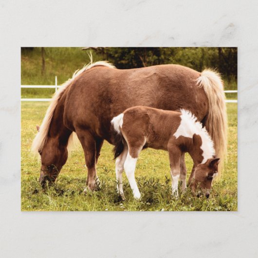 Paarden en Pony Briefkaart (Voorkant)