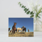 Paarden en schaduwen briefkaart (Staand voorkant)