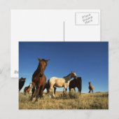 Paarden en schaduwen briefkaart (Voorkant / Achterkant)