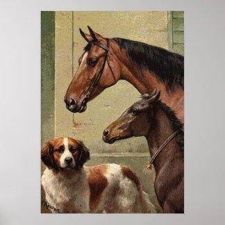 Paarden en Sint-Bernard  kunst Poster