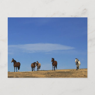 Paarden en Sky Briefkaart