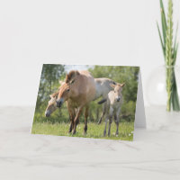 Paarden en veulen van Przewalski