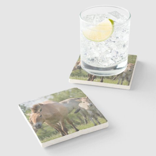 Paarden en veulen van Przewalski Stenen Onderzetter (Zijkant)