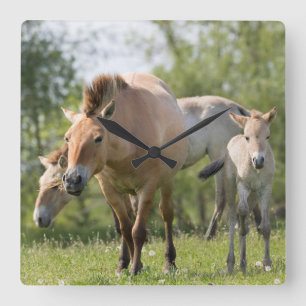 Paarden en veulen van Przewalski Vierkante Klok