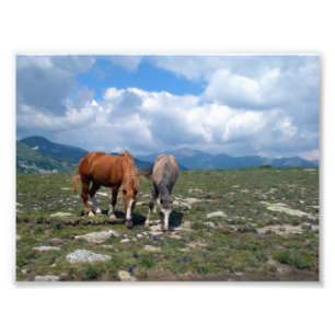 Paarden Foto Afdruk