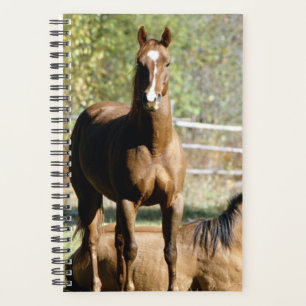 Paarden Foto van paardenpest Planner