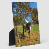 Paarden, geschilderd, fotoplaat (Zijkant)