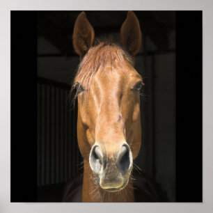 Paarden Gezicht Foto Poster