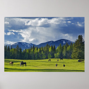 Paarden grazen in weiland bij Whitefish, Poster