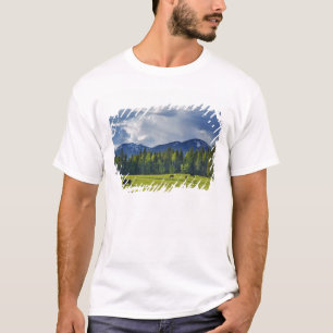 Paarden grazen in weiland bij Whitefish, T-shirt