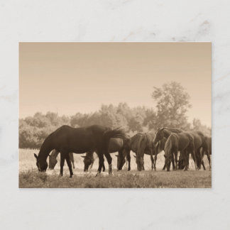 Paarden grazen- Sepia getinte foto Briefkaart