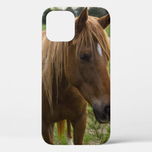 Paarden Hallo iPhone Case