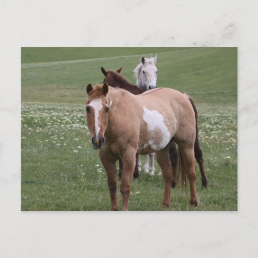 Paarden in Briefkaart ter plaatse (Voorkant)