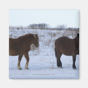 Paarden in Cape Kiritappu, prefectuur Hokkaido, Magneet