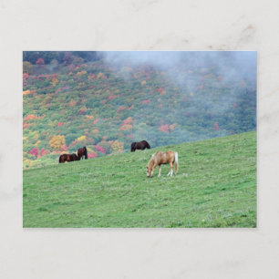 Paarden in de bergen briefkaart