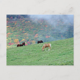 Paarden in de bergen briefkaart