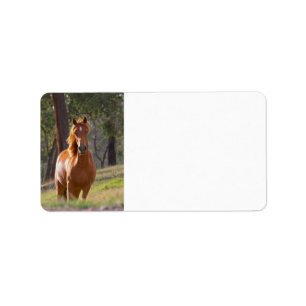 Paarden in de Bossen Etiket