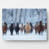 Paarden in de koude fotoplaat (voorkant)