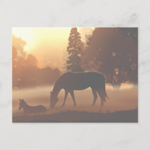 Paarden in de Morning Fog2 Briefkaart