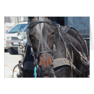 Paarden in de parkeerpartij