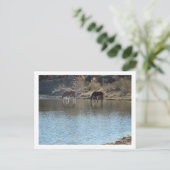 paarden in de rivier briefkaart (Staand voorkant)
