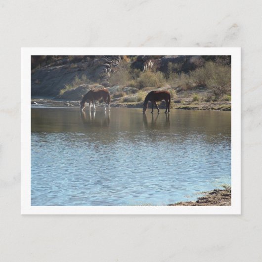 paarden in de rivier briefkaart (Voorkant)