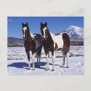Paarden in de sneeuw briefkaart