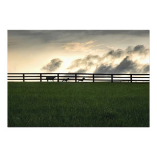 Paarden in de wei foto afdruk