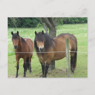 Paarden in de Weide Briefkaart