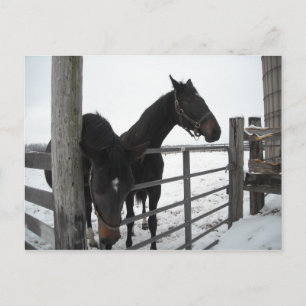 Paarden in de winter briefkaart