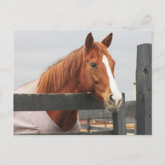 Paarden in een knijper op de hek briefkaart