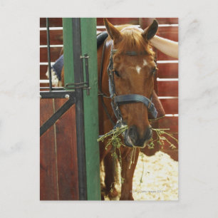 Paarden in een stabiel briefkaart