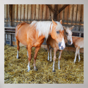 Paarden in een stabiele poster