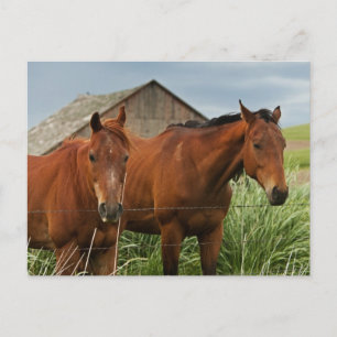 paarden in een veld in de Palouse 3 bekijken Briefkaart